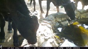 image of cows drinking at the desert oasis in Spur Cross Conservation Recreation Area