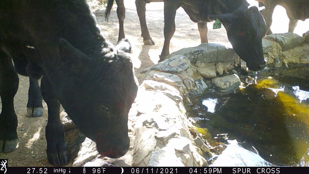 image of cows drinking at the desert oasis in Spur Cross Conservation Recreation Area