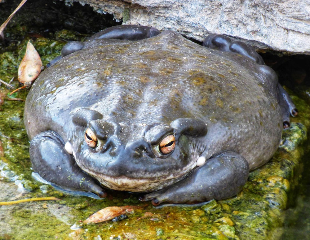 image of a colorado river toad
