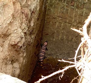 gila monster stranded in a deep hole at harmony hollow