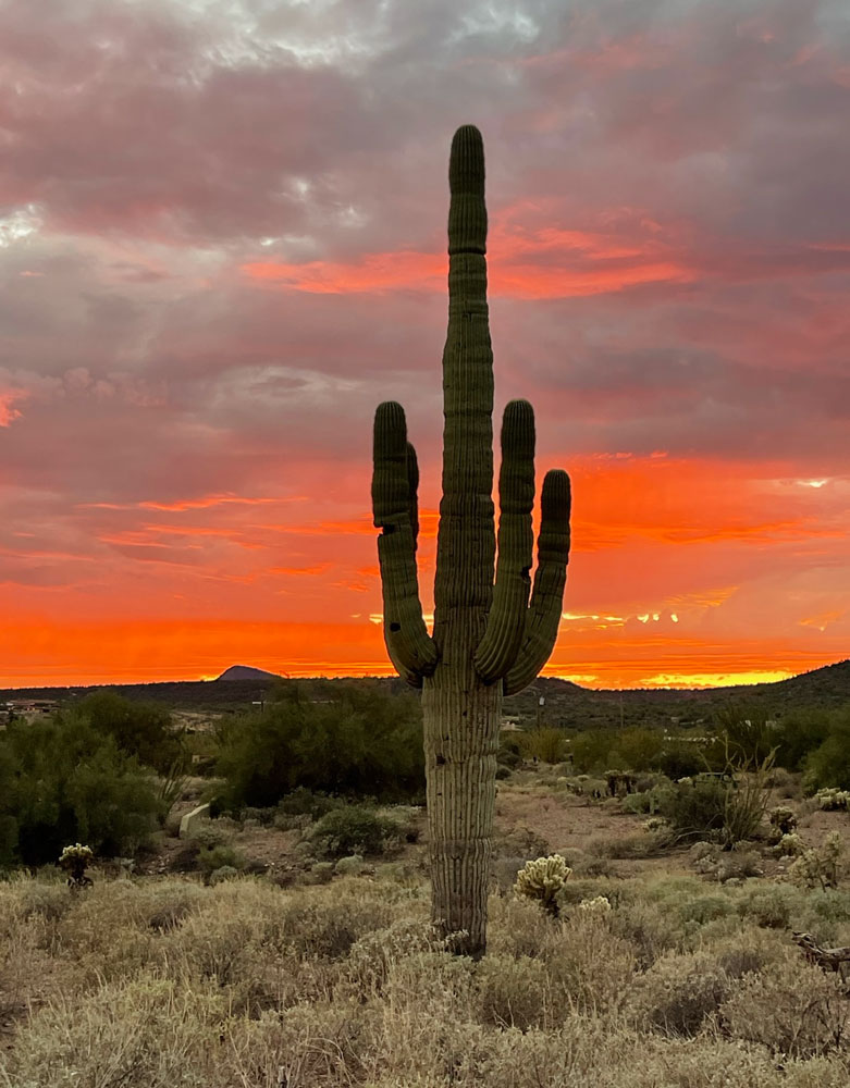 image of fiery sunset with saguaro cactus in the sonoran desert