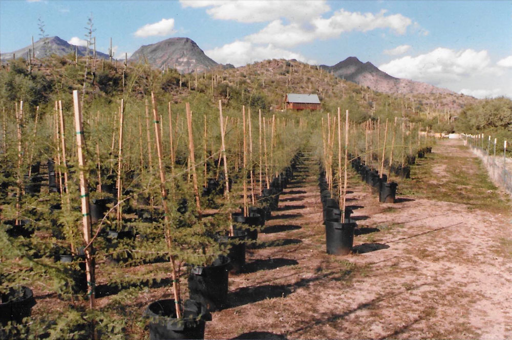 image of tree farm at harmony hollow in the 80s