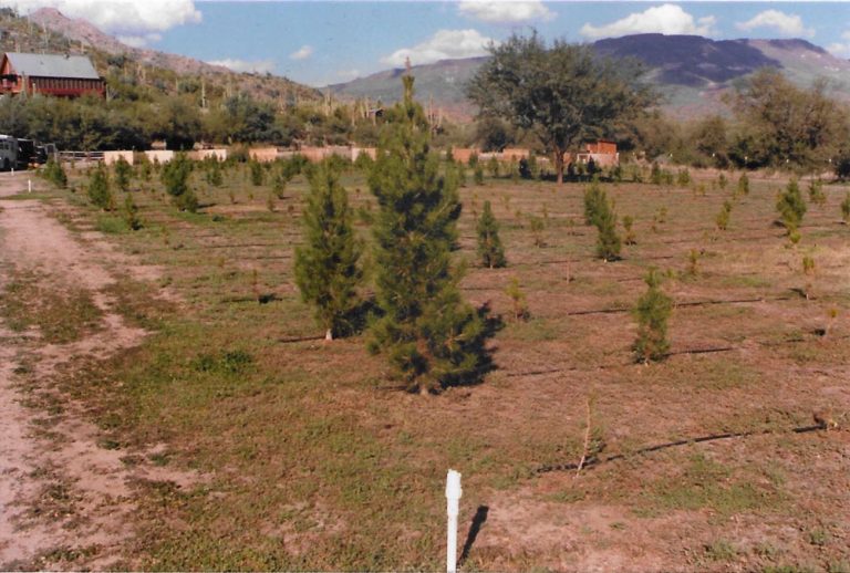 image of tree farm at harmony hollow in the 80s