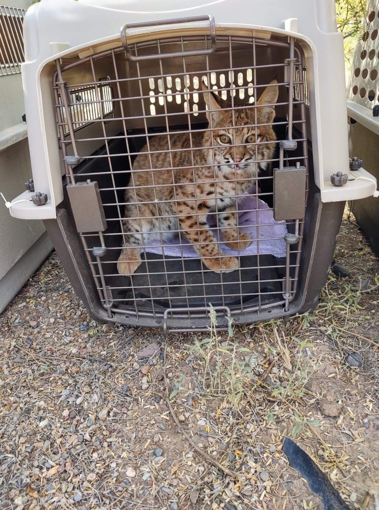 image of bobcat that was rescued and rehabbed at Southwest Wildlife Conservation Center