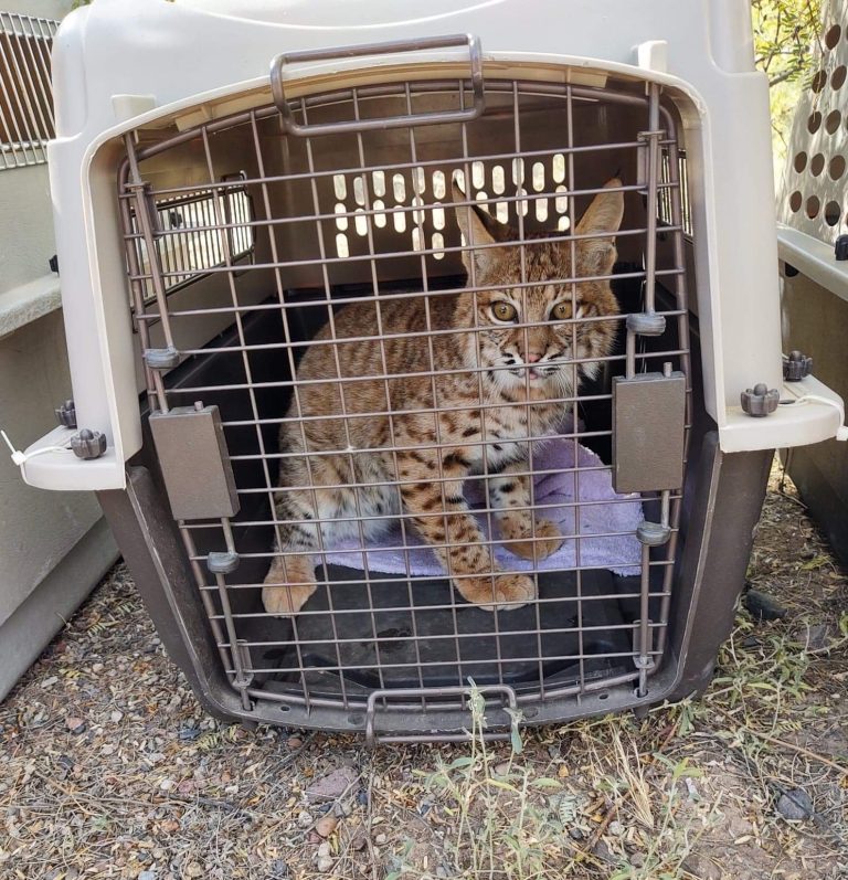 image of bobcat that was rescued and rehabbed at Southwest Wildlife Conservation Center