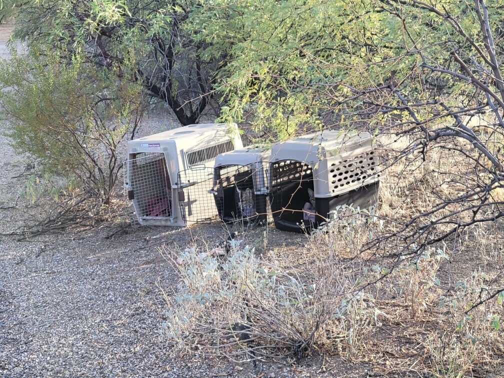 image of bobcats in one crates after being rehabbed and ready to go back into the wild